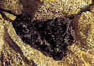 Netopr ern (Barbastella barbastellus)- skupina zimujc ve tole na Mal Morvce, Jesenky. foto. M.Ja