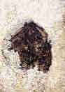 Netopr severn(Eptesicus nilssonii)- skupina zimujc v pepoutcm kanle Protren Pehrady, Jizersk hory. foto. M.Ja