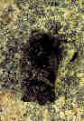 Netopr severn(Eptesicus nilssonii)- pepoutc kanl Protren Pehrady, Jizersk hory. foto. M.Ja