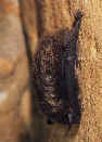 Netopr severn(Eptesicus nilssonii)- podzemn lom ve Skalici, eskolipsko. foto. D.Horek