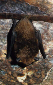 Netopr veern (Eptesicus serotinus) foto: M. Ja