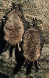 Netopr velkouch (Myotis bechsteinii) foto: M.Ja
