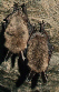 Netopr velkouch (Myotis bechsteinii)- Nov Msto pod Smrkem, Jizersk hory. foto. M.Ja