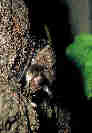 Netopr velkouch (Myotis bechsteinii). foto. J.erven