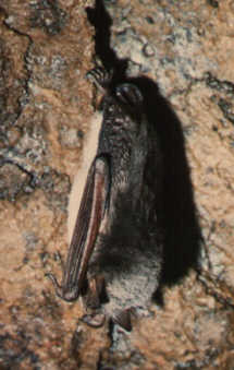 Netopr poben (Myotis dasycneme) foto: M. Ja