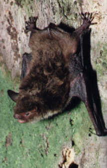 Netopr vodn (Myotis daubentonii) foto: M. Ja