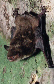 Netopr vodn (Myotis daubentonii)- Dvn, eskolipsko. foto. M.Ja