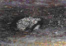 Netopr vodn (Myotis daubentonii)- toly u Novho msta pod Smrkem, Jizersk hory. foto. M.Ja
