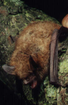 Netopr brvit (Myotis emarginatus) foto: M. Ja