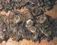 Netopr brvit (Myotis emarginatus)- letn letn kolinie na pd. foto. J.erven