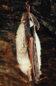 Netopr velk (Myotis myotis) foto: D. Horek