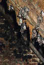 Netopr velk (Myotis myotis)- Stkajc mo po trmech ve velkch kolonich po zaschnut vytv tyto stalagmity. foto. D.Horek
