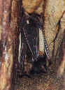 Netopr velk (Myotis myotis)- Ti zimujc jedinci ve spe podzemnho lomu ve Skaloci, eskolipsko. foto: D.Horek