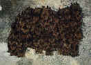 Netopr velk (Myotis myotis)- Skupinka zimujcch jedincu v podzemn pevnosti Nietpierek, Polsko. foto: D.Horek