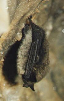 Netopr vousat (Myotis mystacinus) foto: M. Ja