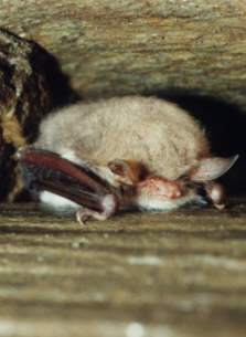 Netopr asnat (Myotis nattereri) foto: M. Ja