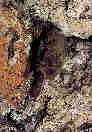 Netopr uat (Plecotus auritus)- pi zimovn skld ui pod kdla, obas nkter jedinec jedno nebo ob zapomene sloit. Sklepen hradu Grabtejn, Hrdecko. foto: D.Horek