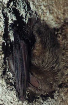 Netopýr dlouhouchý (Plecotus austriacus) foto: D. Horáček