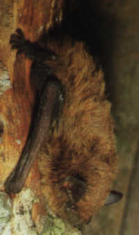 Netopr parkov (Pipistrellus nathusii) foto: neznm autor