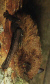 Netopýr parkový (Pipistrellus nathusii)