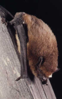 Netopr hvzdav (Pipistrellus pipistrellus) foto: M. Ja