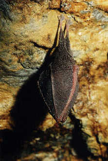 Vrpenec mal (Rhinolophus hipposideros) foto: D. Horek