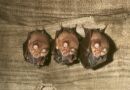 Vrpenec mal (Rhinolophus hipposideros)- Ti samice s mlaty na pd mlna v Podsemn, esk rj, foto. D.Horek