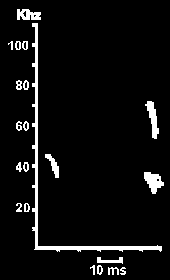 Hlasov diagram Netopra ernho