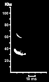 Hlasov diagram Netopra severnho