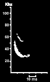 Hlasov diagram Netopra veernho