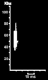 Hlasov diagram Netopra velkouchho