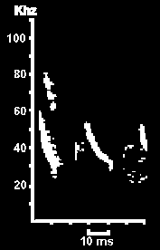 Hlasov diagram Netopra pobenho