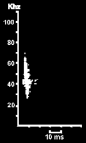 Hlasov diagram Netopra vodnho