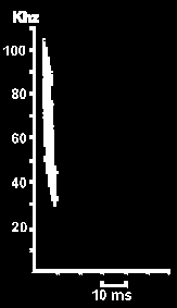 Hlasov diagram Netopra velkho