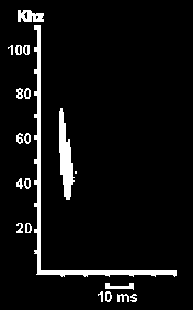 Hlasov diagram Netopra brantova