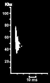 Hlasov diagram Netopra asnatho