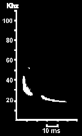 Hlasov diagram Netopra rezavho