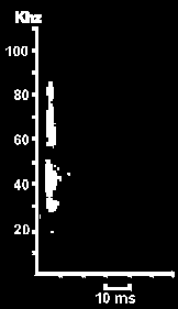 Hlasov diagram Netopra dlouhouchho