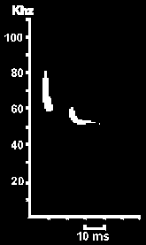 Hlasov diagram Netopra hvzdavho