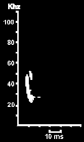 Hlasov diagram Netopra pestrho