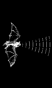 Hlasov diagram Netopra brvitho