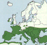 Vskyt v evrop